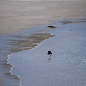 Haematopus longirostris at Maria Island, TAS - suppressed