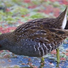 Porzana fluminea (Australian Spotted Crake) at Fyshwick, ACT - 4 Nov 2024 by jb2602