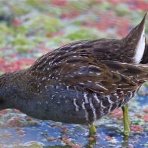 Porzana fluminea (Australian Spotted Crake) at Fyshwick, ACT by jb2602