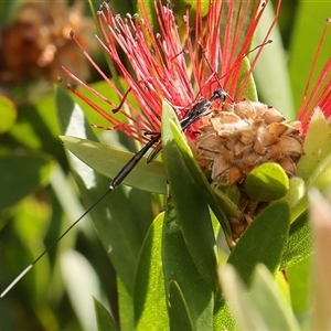 Gasteruption sp. (genus) at Monash, ACT - suppressed