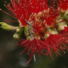 Gasteruption sp. (genus) at Monash, ACT - suppressed