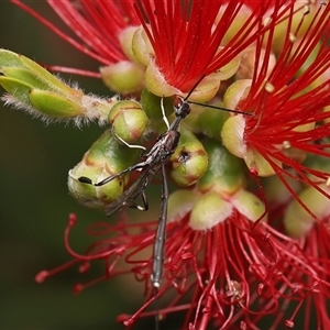 Gasteruption sp. (genus) at Monash, ACT - suppressed