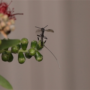 Gasteruption sp. (genus) at Monash, ACT - suppressed