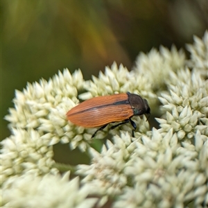 Castiarina subpura at Duffy, ACT - 13 Nov 2024 12:41 PM