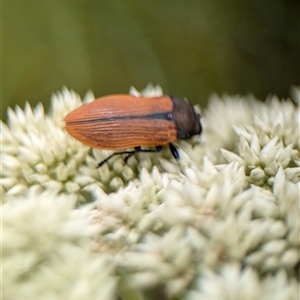 Castiarina subpura at Duffy, ACT - 13 Nov 2024 12:41 PM