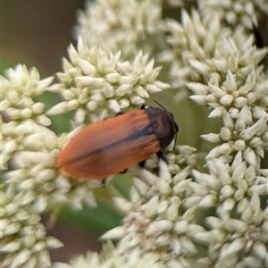 Castiarina subpura at Duffy, ACT - 13 Nov 2024 12:41 PM