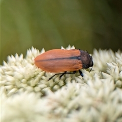 Castiarina subpura at Duffy, ACT - 13 Nov 2024 12:41 PM