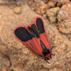 Scoliacma bicolora (Red Footman) at Uriarra Village, ACT - 13 Nov 2024 by Miranda