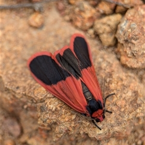 Scoliacma bicolora at suppressed - 13 Nov 2024