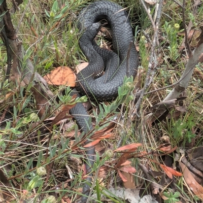 Austrelaps ramsayi (Highlands Copperhead) at Tennent, ACT - 13 Nov 2024 by WalterEgo