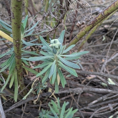 Euphorbia characias (Mediterranean Spurge) at Hackett, ACT - 9 Nov 2024 by WalterEgo