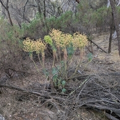 Euphorbia characias at Hackett, ACT - 9 Nov 2024