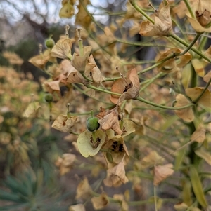 Euphorbia characias at Hackett, ACT - 9 Nov 2024