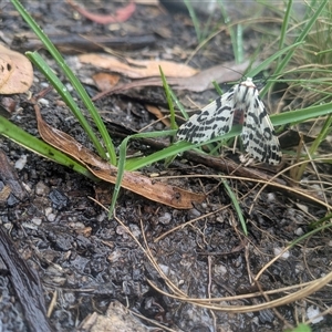 Ardices glatignyi at Cotter River, ACT - 13 Nov 2024