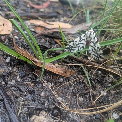 Ardices glatignyi (Black and White Tiger Moth (formerly Spilosoma)) at Cotter River, ACT - 13 Nov 2024 by WalterEgo