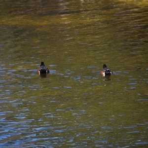 Anas castanea (Chestnut Teal) at Maria Island, TAS by LyndalT