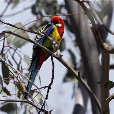 Platycercus eximius (Eastern Rosella) at Throsby, ACT - 8 Nov 2024 by AlisonMilton