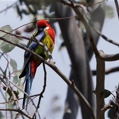 Platycercus eximius at Throsby, ACT - 8 Nov 2024