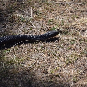 Unidentified Snake at Maria Island, TAS by LyndalT