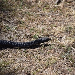 Notechis scutatus at Maria Island, TAS - 11 Nov 2024 11:06 AM