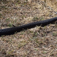 Notechis scutatus at Maria Island, TAS - 11 Nov 2024 11:06 AM