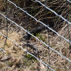 Notechis scutatus at Maria Island, TAS - 11 Nov 2024 11:06 AM