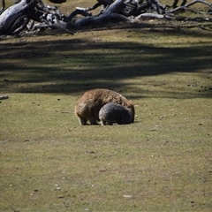 Vombatus ursinus (Common wombat, Bare-nosed Wombat) at Maria Island, TAS - 11 Nov 2024 by LyndalT