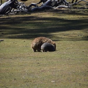 Vombatus ursinus at Maria Island, TAS - 11 Nov 2024 11:14 AM