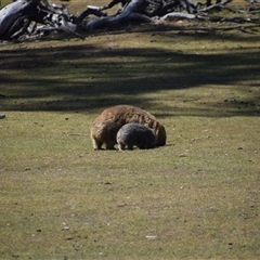 Vombatus ursinus at Maria Island, TAS - 11 Nov 2024