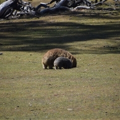 Vombatus ursinus at Maria Island, TAS - 11 Nov 2024 11:14 AM