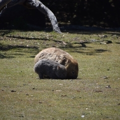 Vombatus ursinus at Maria Island, TAS - 11 Nov 2024