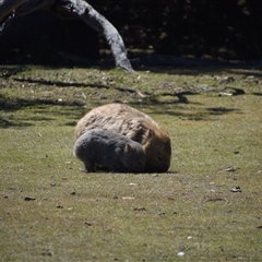 Vombatus ursinus at Maria Island, TAS - 11 Nov 2024 11:14 AM