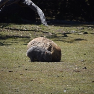 Vombatus ursinus at Maria Island, TAS - 11 Nov 2024 11:14 AM