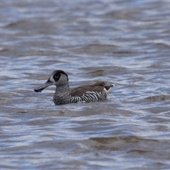 Malacorhynchus membranaceus (Pink-eared Duck) at Throsby, ACT - 8 Nov 2024 by AlisonMilton