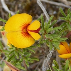 Pultenaea laxiflora (Loose-flower Bush Pea) at Aranda, ACT by Dibble