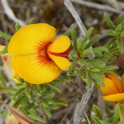 Pultenaea laxiflora (Loose-flower Bush Pea) at Aranda, ACT by Dibble