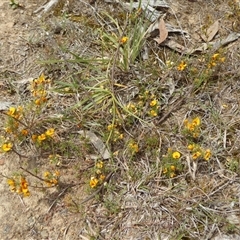 Pultenaea laxiflora at suppressed - suppressed