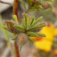 Pultenaea laxiflora at suppressed - suppressed