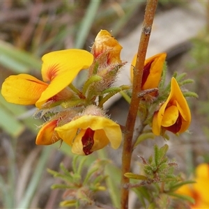 Pultenaea laxiflora at suppressed - 13 Nov 2024