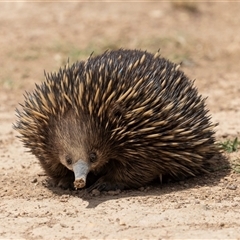 Tachyglossus aculeatus (Short-beaked Echidna) at Throsby, ACT - 8 Nov 2024 by AlisonMilton