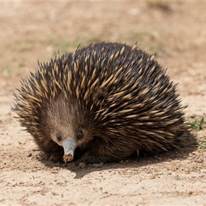 Tachyglossus aculeatus at Throsby, ACT - 8 Nov 2024