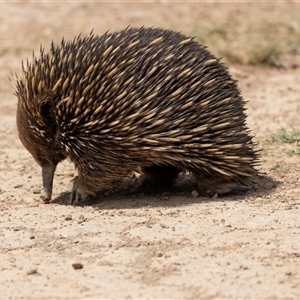 Tachyglossus aculeatus at Throsby, ACT - 8 Nov 2024