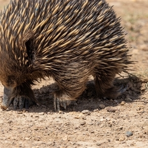 Tachyglossus aculeatus at Throsby, ACT - 8 Nov 2024 12:12 PM