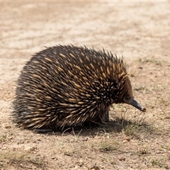 Tachyglossus aculeatus at Throsby, ACT - 8 Nov 2024 12:12 PM