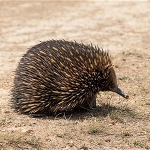 Tachyglossus aculeatus at Throsby, ACT - 8 Nov 2024