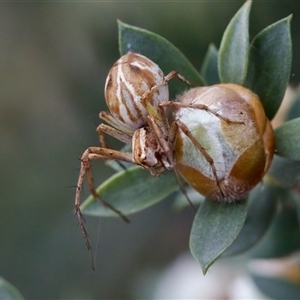 Oxyopes sp. (genus) at Florey, ACT - suppressed