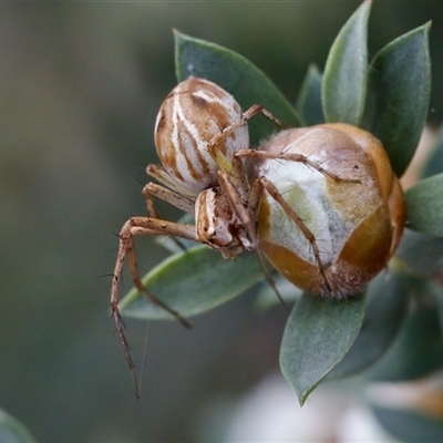 Oxyopes (genus) (Lynx spider) at Florey, ACT - 6 Nov 2024 by KorinneM