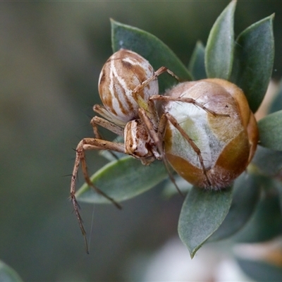 Oxyopes sp. (genus) (Lynx spider) at Florey, ACT - 6 Nov 2024 by KorinneM