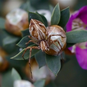 Oxyopes sp. (genus) at Florey, ACT - suppressed