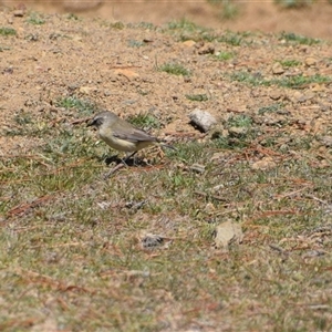 Acanthiza chrysorrhoa (Yellow-rumped Thornbill) at Maria Island, TAS by LyndalT